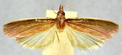 Pectinigeria carminella (Caradja, 1932)