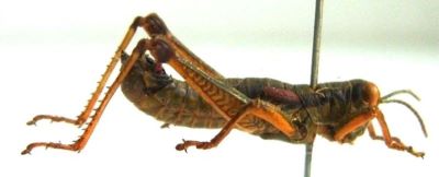Apteropeodes ankarafantsika (Descamps, 1967)