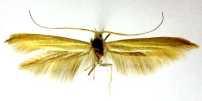 Coleophora inusitatella (Caradja 1920)