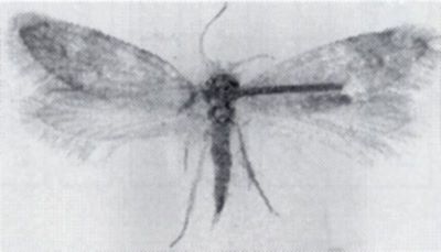Mnemonica argyrolepidella (Fuchs jr.)