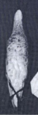 Calidris ferruginea (Pontoppidan, 1763)