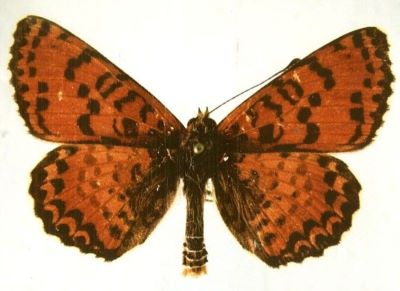 Melitaea didyma didyma (Esper,1779)