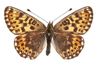 Boloria (Clossiana) euphrosyne ab. galiseri (Niculescu, 1957)