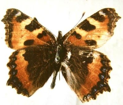 aglais urticae urticae, f. turcica; Aglais urticae urticae (Linnaeus, 1758), f. turcica (Staudinger, 1871)