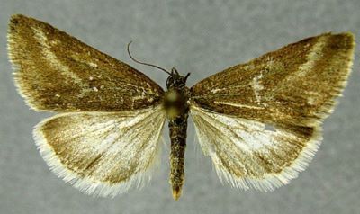 Pyrausta aerealis var. glauculalis (Caradja, 1934)