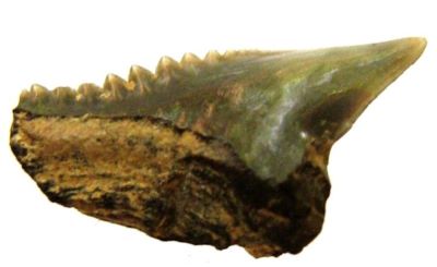 rechin; Galeocerdo Latidens (Agassiz, 1843)