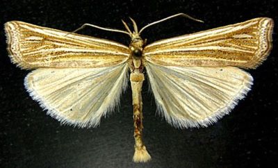 Ancylolomia gracilella (Caradja, 1916)