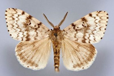 Lymantria dispar f. formosa (Caradja, 1932)