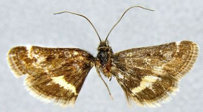 Pyrausta culminivola (Caradja, 1939)