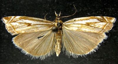 Crambus dumetellus var. boreellus (Caradja, 1910)