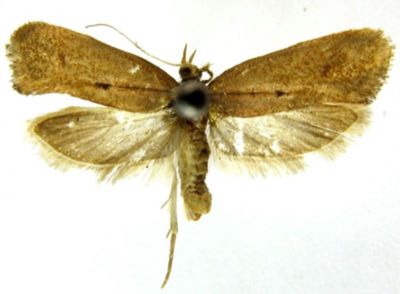 Cerostoma xenicopis (Meyrick, 1938)