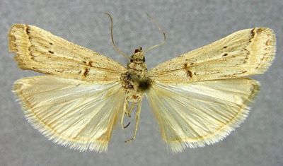 Nephopterix genistella var. palella (Caradja, 1916)
