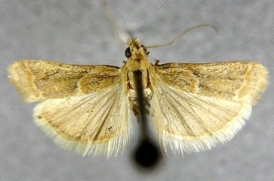 Heterographis samaritanella var. oasella (Chrétien, 1910)