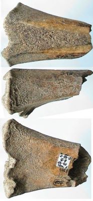 Patină de os