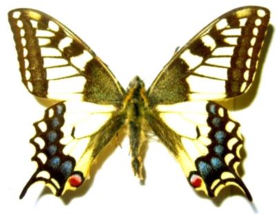 Papilio machaon machaon (Linnaeus, 1758)