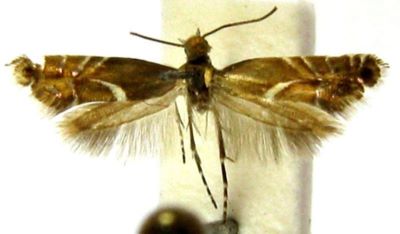 Glyphipterix pygmaeella (Rebel, 1896)