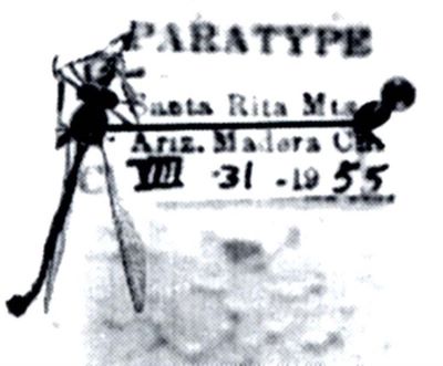 Beameromyia lunula (Martin, 1957)