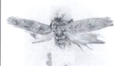 Ochsenheimeria algeriella (Zagulajev, 1966)