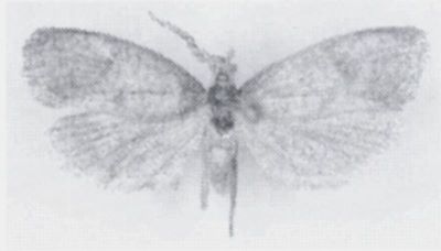 Melasina scoriopsis (Meyrick, 1934)