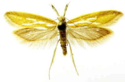 pleurota honorella var. obsoletella; Pleurota honorella (Hubner) var. obsoletella (Caradja, 1920)