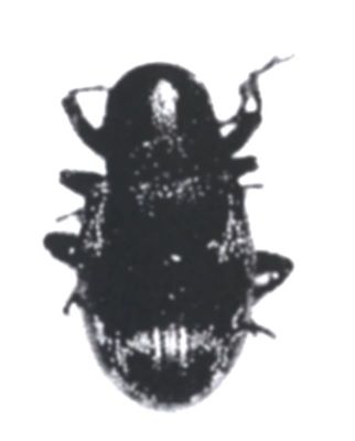 Pachnephorus silvanae (Daccordi, 1977), ord. Coleoptera, fam. Chrysomelidae
