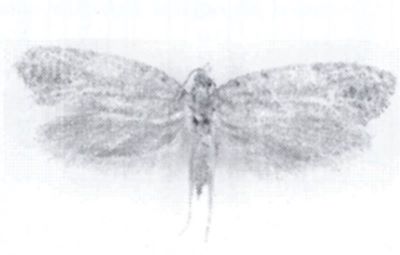 Hapsifera cinereella (Caradja, 1926)