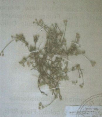 androsace villosa L. ssp. arachnoidea; Androsace villosa (L.) ssp. arachnoidea (Schott., Nym. et Kots.) (Nym.)