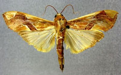 Agathodes sumatralis (Swinhoe, 1906)