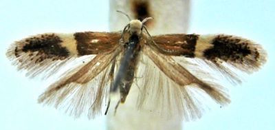Anacampsis argyrolobiella (Chretien, 1920)