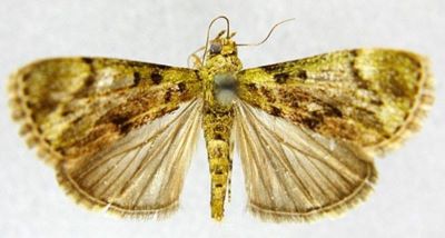 Macalla sordidalis proximalis (Caradja, 1925)