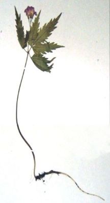 colțișor; Dentaria glandulosa (W. et K. 1801)