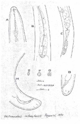 Chitwoodius retezatensis (Popovici, 1990)