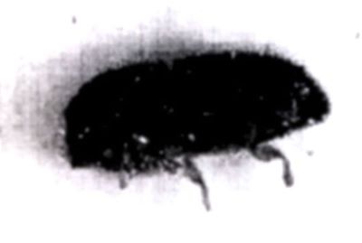 Xyleborus pubipennis (Schedl, 1974), ord. Coleoptera, fam. Scolytidae