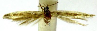 Coleophora batangica (Baldizzone, 1989)