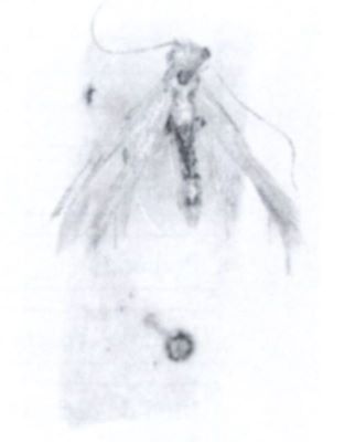Gracillaria coruscans var. robidella (Chrétien)