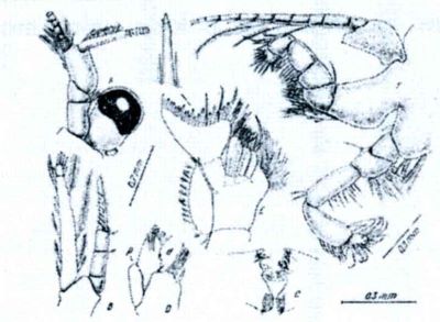 Afromysis guinensis (Băcescu, 1968)
