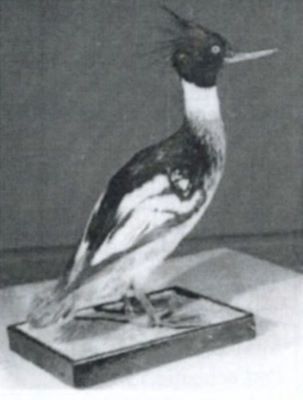 ferestraș moțat; Mergus serrator (Linnaeus, 1758)