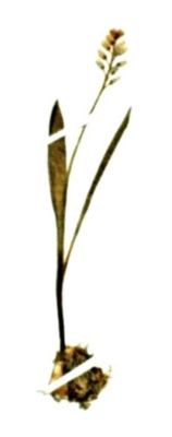 Hyacinthella Leucophaea (K. Koch.) (Schur)