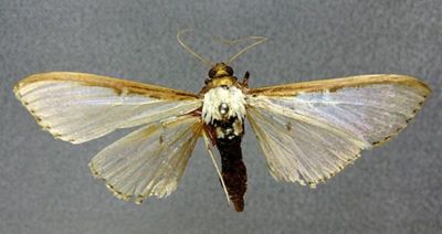 Margaronia pallidalis (Swinhoe, 1916)