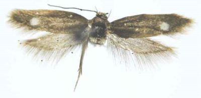 Scythris clavella ab. mediella (Caradja, 1920)