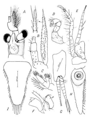 Mysidopsis coelhoi (Băcescu, 1968)