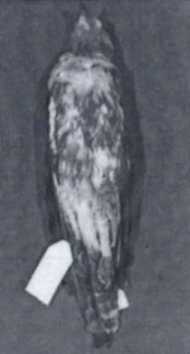 acvila țipătoare mică; Aquila pomarina pomarina (C. Brehm, 1831)