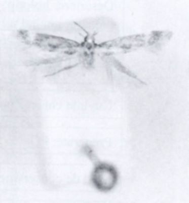 Tinea auromaculata (Walsingham, 1897)