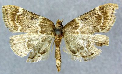 Pyralis manihotalis f. ingentalis (Caradja, 1925)