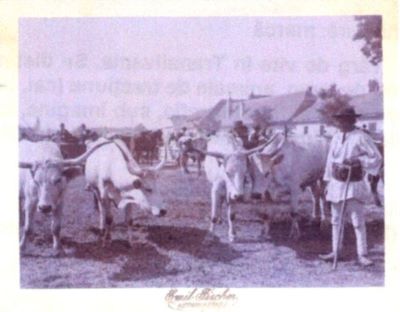 fotografie - Fischer, Emil; Târg de vite în Transilvania