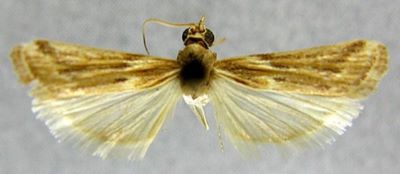 Staudingeria combustella (Chrétien, 1910)