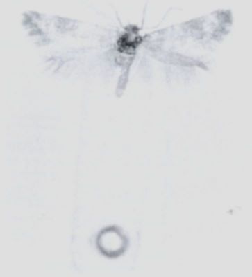 Cataplectica farreni (Walsingham, 1894)