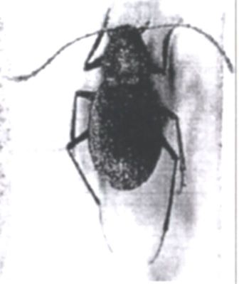 Pholeuon comani (Ieniștea, 1955), ord. Coleoptera, fam. Silphidae