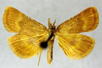 Cledeobia consecratalis var. obsoletalis (Caradja, 1925)