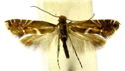 Glyphipterix pygmaeella (Rebel, 1896)